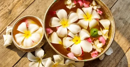 라오스 국화 독참파 꽃